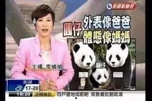 新闻爆料熊猫哥视频下载,揭秘热门短视频背后的下载攻略 第1张 新闻爆料熊猫哥视频下载,揭秘热门短视频背后的下载攻略 第1张