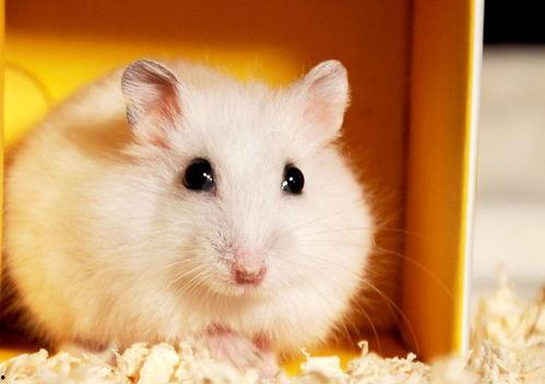 鼠鼠文学娱乐吃瓜酱,娱乐吃瓜酱带你领略网络文学新潮流 第1张 鼠鼠文学娱乐吃瓜酱,娱乐吃瓜酱带你领略网络文学新潮流 第1张